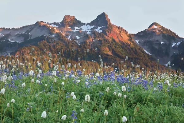 Tatoosh Range and Wildflowers. Washington State, Mount Rainier National Park.