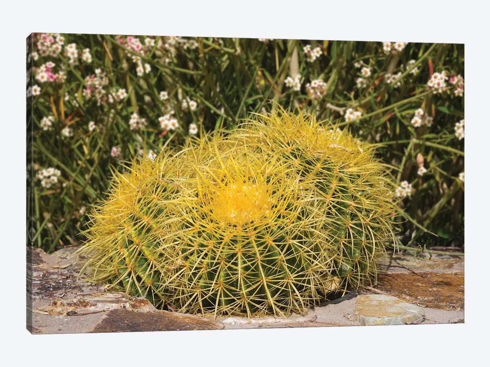 USA, Arizona, Golden Barrel Cactus by Jamie & Judy Wild 1-piece Canvas Print