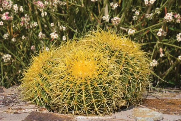 Dingley Green: USA, Arizona, Golden Barrel Cactus by Jamie & Judy Wild