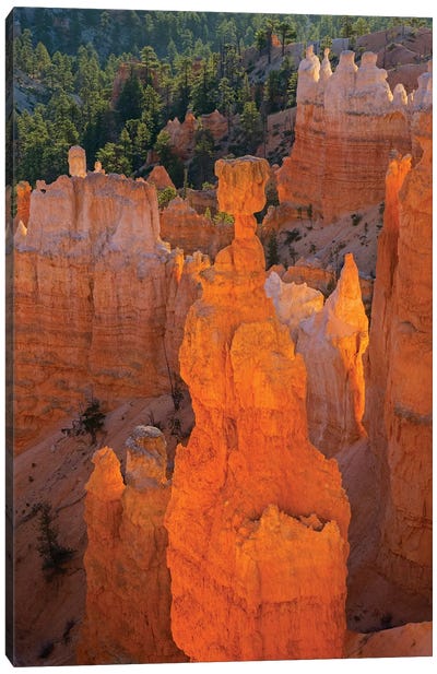 Utah, Bryce Canyon National Park. Thor's Hammer Canvas Art Print - Canyon Art
