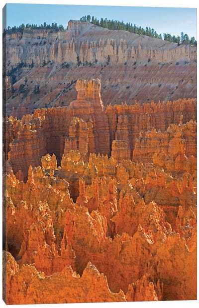 Utah, Bryce Canyon National Park. View of canyon with hoodoos Canvas Art Print