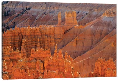 Utah, Bryce Canyon National Park. View of canyon with hoodoos Canvas Art Print - Bryce Canyon National Park Art