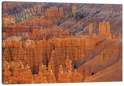 Utah, Bryce Canyon National Park. View of canyon with hoodoos Canvas Art Print - Canyon Art
