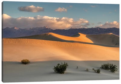 USA, California. Death Valley National Park, Mesquite Flats Sand Dunes, blowing sand. Canvas Art Print - Jamie & Judy Wild