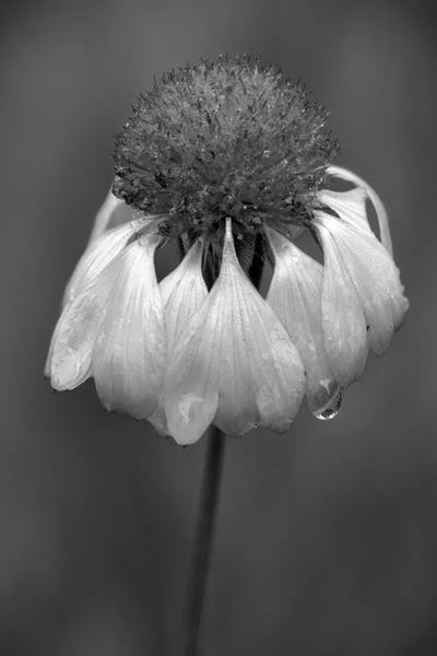 USA, Washington State, Redmond. Firewheel or Indian blanket, sunflower family.