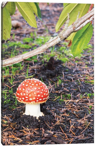 Washington State, Fly Agaric Mushroom Canvas Art Print - Vegetable Art