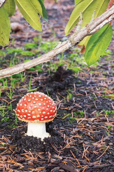 Washington: Washington State, Fly Agaric Mushroom by Jamie & Judy Wild
