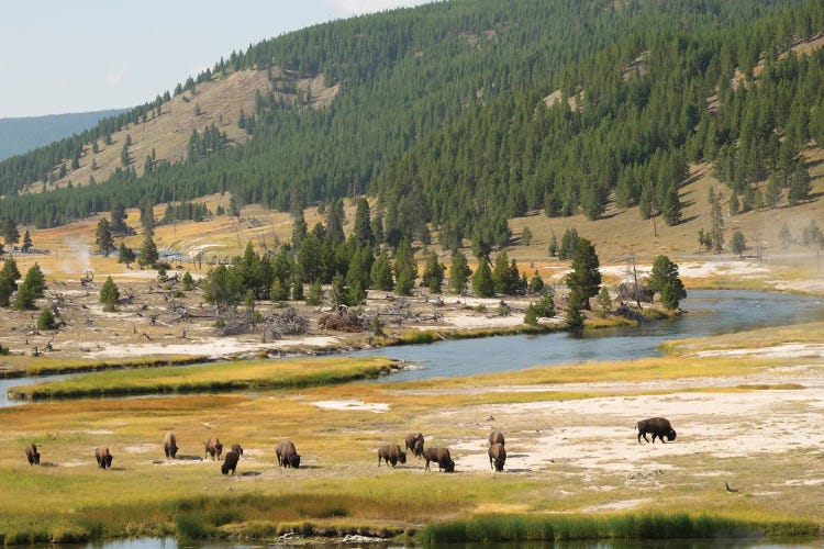 Wyoming, Yellowstone National Park Bison Herd And Firehole River