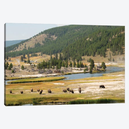 Wyoming, Yellowstone National Park Bison Herd And Firehole River Canvas Print #JJW63} by Jamie & Judy Wild Art Print