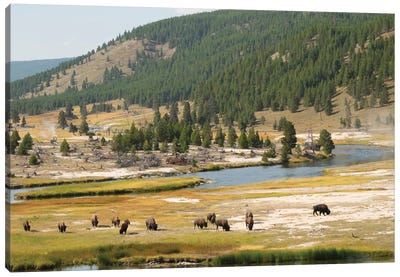 Wyoming, Yellowstone National Park Bison Herd And Firehole River Canvas Art Print - Jamie & Judy Wild