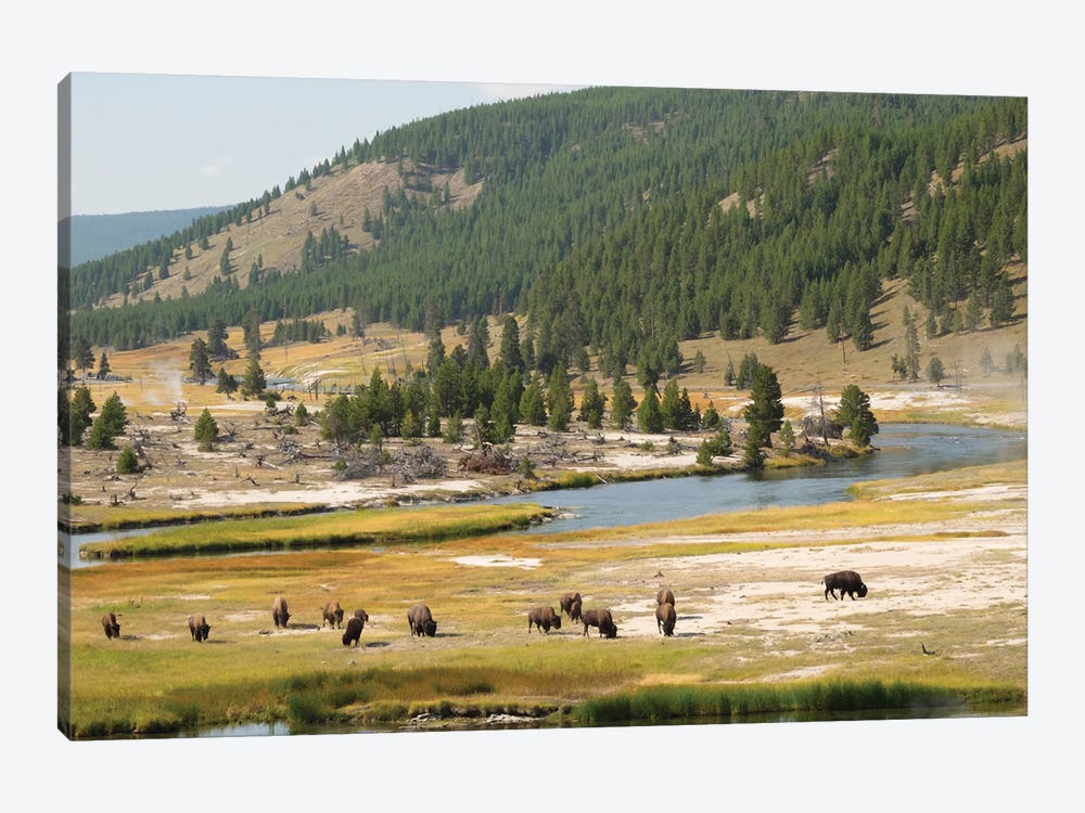 Wyoming, Yellowstone National Park Bison Herd And Firehole River by Jamie & Judy Wild 1-piece Canvas Art Print