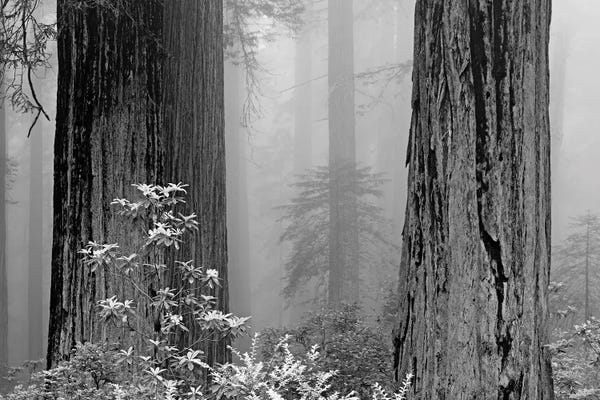 California, Del Norte Coast Redwoods State Park, Redwood Trees In Fog With Rhododendrons