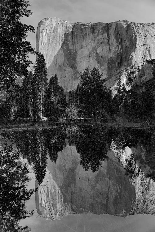 California, Yosemite National Park. El Capitan Reflected In The Merced River