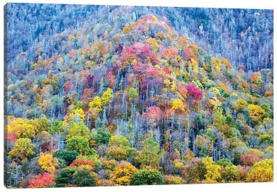 Colorful Autumn Landscape, Great Smoky Mountains National Park, Tennessee, USA Canvas Art Print - Great Smoky Mountains National Park Art