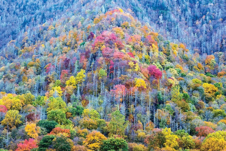 Colorful Autumn Landscape, Great Smoky Mountains National Park, Tennessee, USA