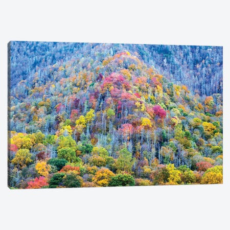 Colorful Autumn Landscape, Great Smoky Mountains National Park, Tennessee, USA Canvas Print #JJW6} by Jamie & Judy Wild Canvas Wall Art