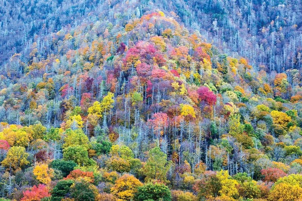 Colorful Autumn Landscape, Great Smoky Mountains National Park, Tennessee, USA