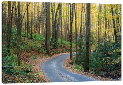 Roaring Fork Motor Nature Trail, Great Smoky Mountains National Park, Tennessee, USA Canvas Art Print - Great Smoky Mountains National Park Art