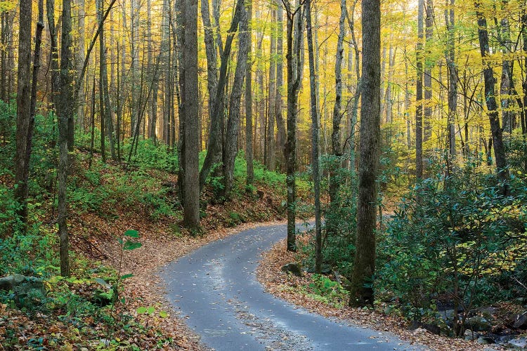 Roaring Fork Motor Nature Trail, Great Smoky Mountains National Park, Tennessee, USA