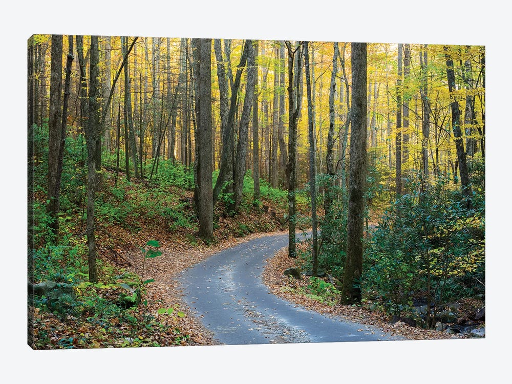 Roaring Fork Motor Nature Trail, Great Smoky Mountains National Park, Tennessee, USA by Jamie & Judy Wild 1-piece Canvas Artwork