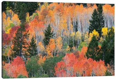 Colorful Autumn Landscape, Wasatch-Cache National Forest, Utah, USA Canvas Art Print - Evergreen Tree Art