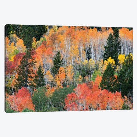 Colorful Autumn Landscape, Wasatch-Cache National Forest, Utah, USA Canvas Print #JJW9} by Jamie & Judy Wild Art Print