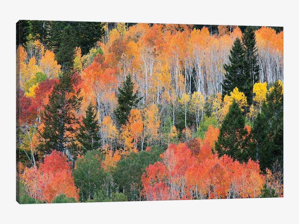 Colorful Autumn Landscape, Wasatch-Cache National Forest, Utah, USA by Jamie & Judy Wild 1-piece Canvas Wall Art
