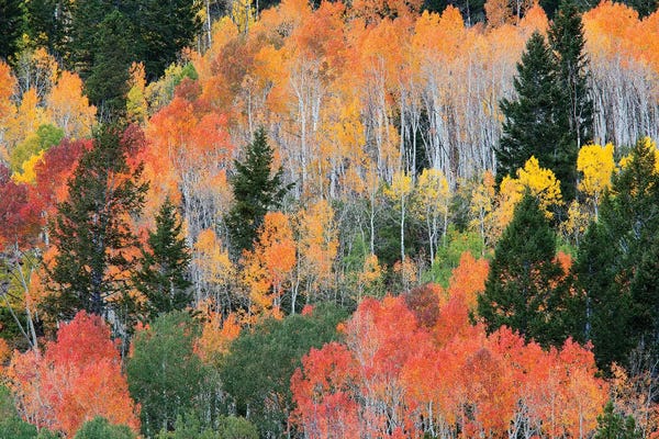 Evergreen Trees: Colorful Autumn Landscape, Wasatch-Cache National Forest, Utah, USA by Jamie & Judy Wild