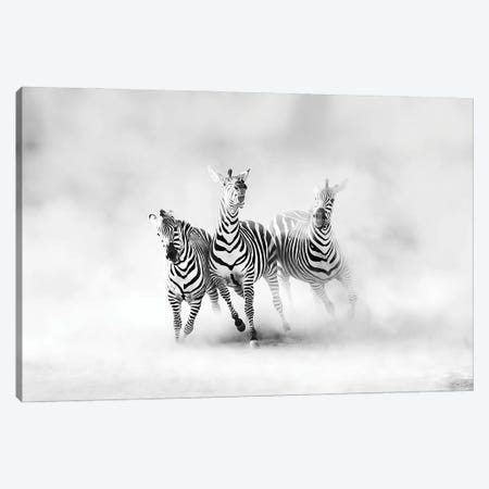 Zebras Canvas Print #JLD1} by Juan Luis Duran Canvas Print