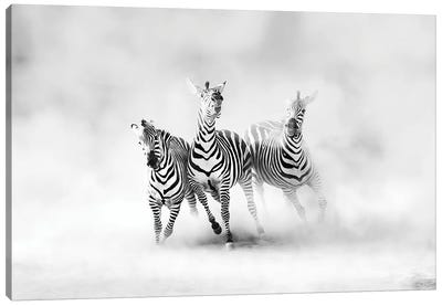 Zebras Canvas Art Print
