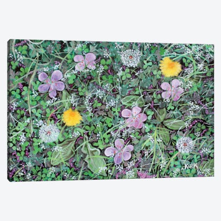 Dandelions and Clover Canvas Print #JLK102} by Jerry Lee Kirk Canvas Wall Art
