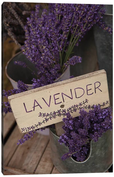 Dried Lavender For Sale, Sequim, Clallam County, Washington, USA Canvas Art Print - Pantone Ultra Violet 2018