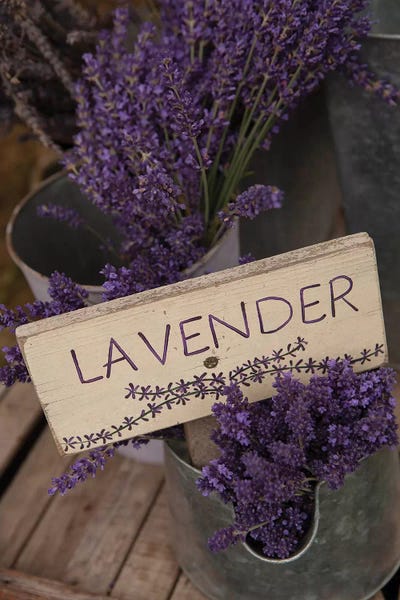 Herbs: Dried Lavender For Sale, Sequim, Clallam County, Washington, USA by Merrill Images