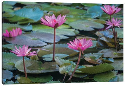 Pink Water Lilies, Mui Ne, Vietnam Canvas Art Print - Pond Art