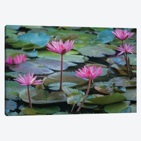 Pink Water Lilies, Mui Ne, Vietnam Canvas Print #JLM6} by Merrill Images Canvas Art Print
