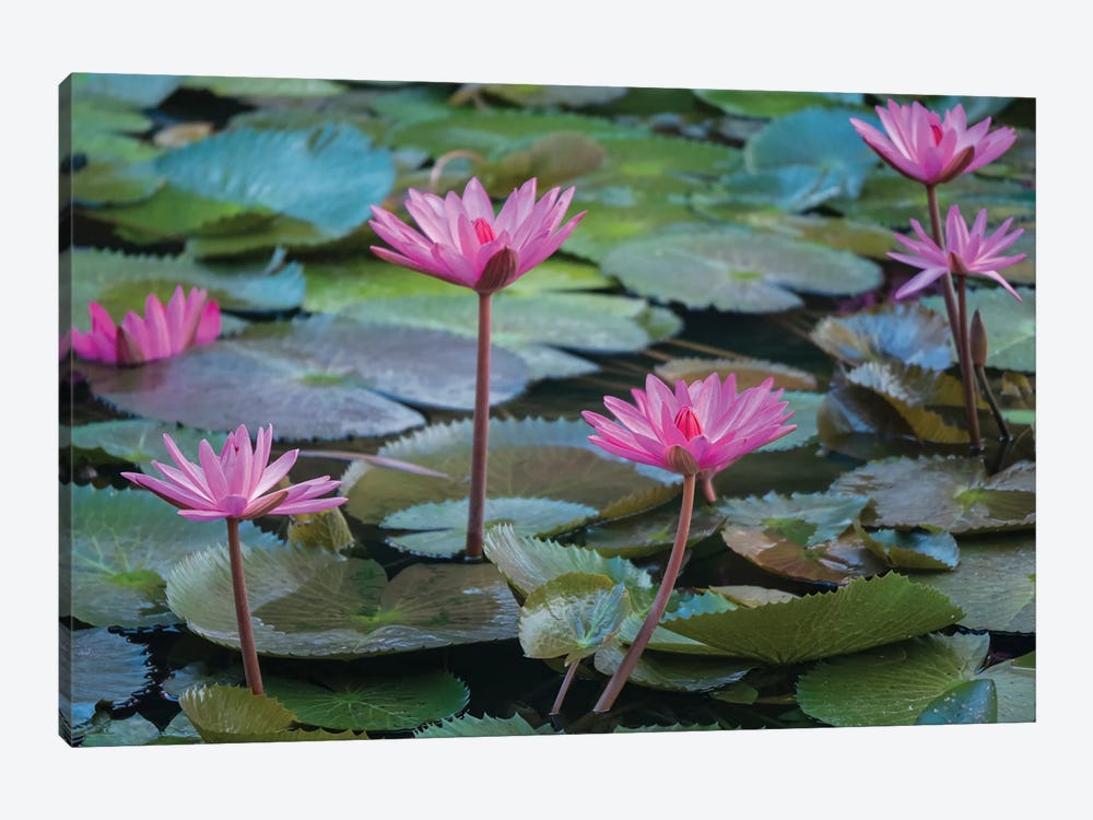 Pink Water Lilies, Mui Ne, Vietnam by Merrill Images 1-piece Art Print