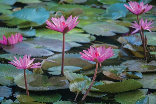 Water Lilies: Pink Water Lilies, Mui Ne, Vietnam by Merrill Images