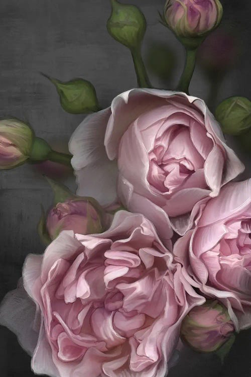 Pink Peony