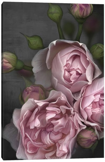 Pink Peony Canvas Art Print - Juliana Loomer