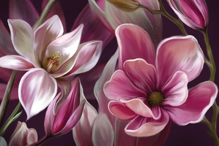 Pink Magnolia by Juliana Loomer wall art