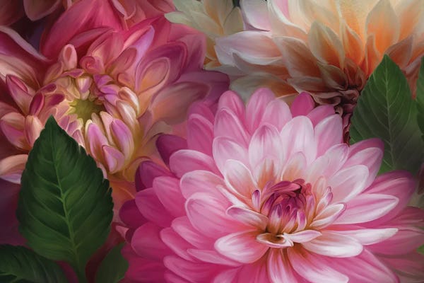 Dahlias: Dahlias by Juliana Loomer