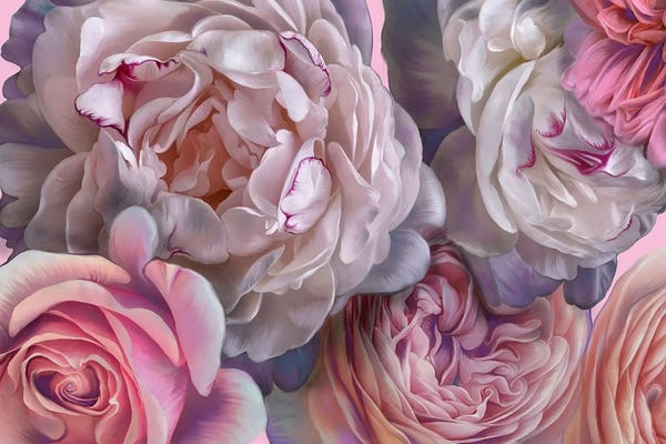 Floral Close-Ups: Pink Blush by Juliana Loomer