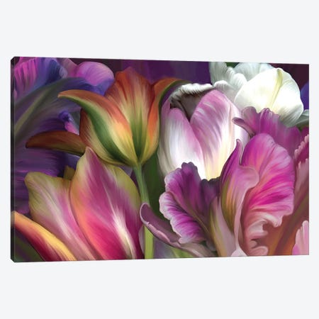 Tulipa Canvas Print #JLO46} by Juliana Loomer Canvas Art