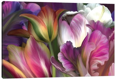 Tulipa Canvas Art Print - Juliana Loomer