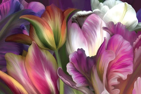 Tulips: Tulipa by Juliana Loomer
