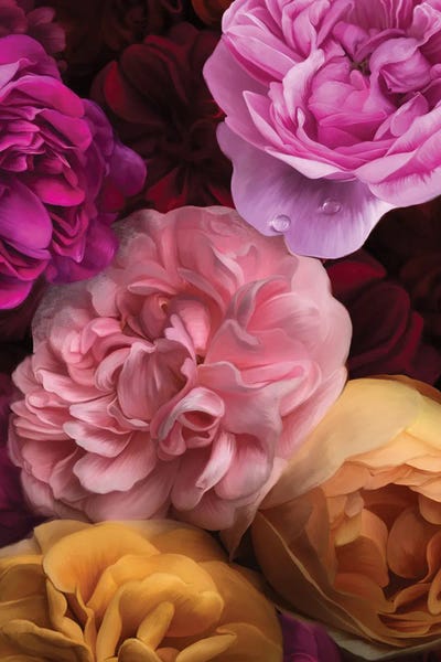 Floral Close-Ups: Candy Box by Juliana Loomer