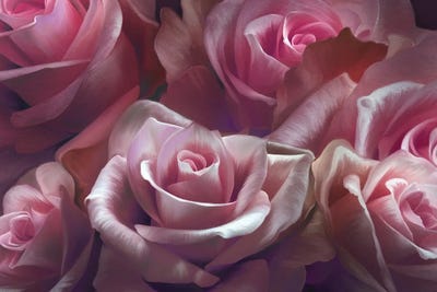 Pink Roses by Juliana Loomer framed canvas print