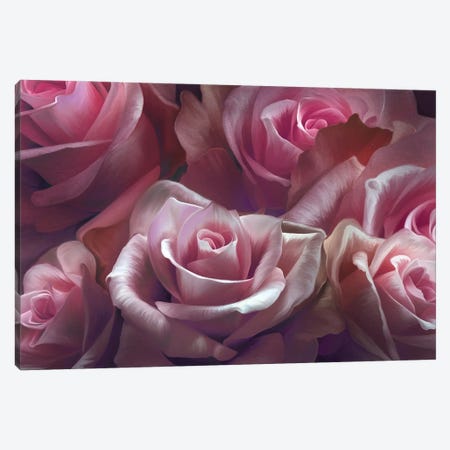 Pink Roses Canvas Print #JLO49} by Juliana Loomer Canvas Print