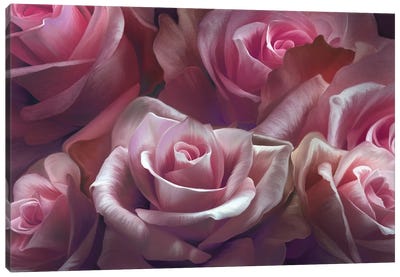 Pink Roses Canvas Art Print - Juliana Loomer