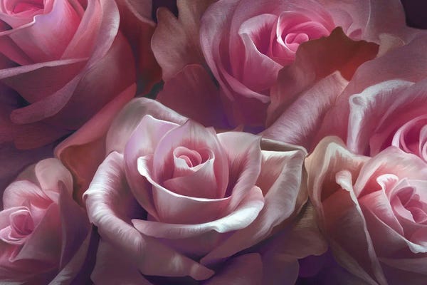Pink Roses